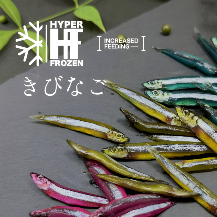 HFきびなご｜海上釣堀エサ 青物