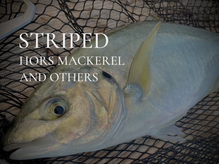 縞鯵五目（しまあじごもく）｜海上釣堀エサ