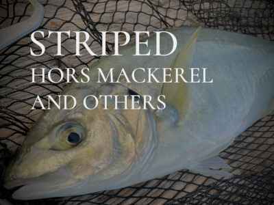 縞鯵五目（シマアジごもく）餌｜海上釣堀エサ 魚餌研